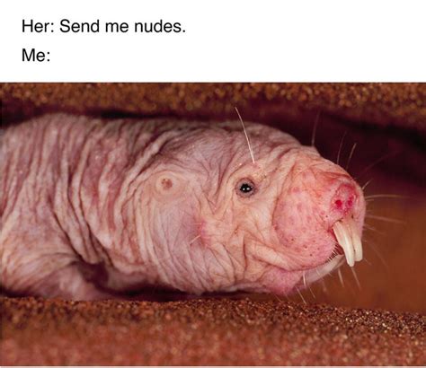 naked mole rat meme|naked mole rat Images, Photos, Memes, Gifs, and Pictures 